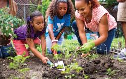 A mother and two teenagers plant tomatoes in an outdoor community garden project at the Upper Main Line YMCA in Berwyn, PA