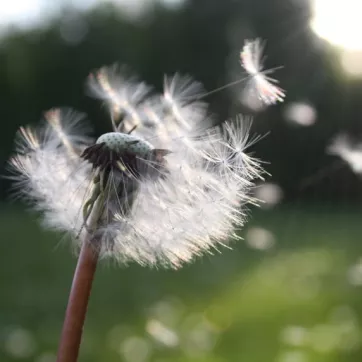 dandelion seeds floating in the air